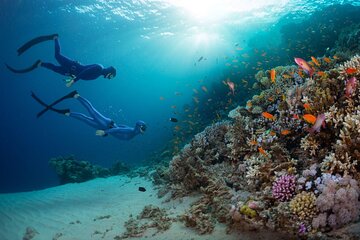 Diving Trip with 2 dives Transfer with Lunch in Hurghada