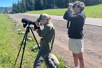 Yellowstone Wildlife Safari in Lamar Valley from Cody, WY