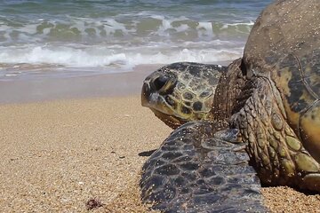 2 Days Wadi Shab Tour and Turtle Hatching Tour (Ras al Jinz)