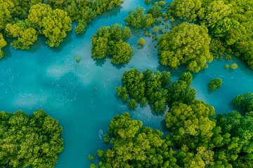 Mangrove Boat Tour Damas Island | Manuel Antonio