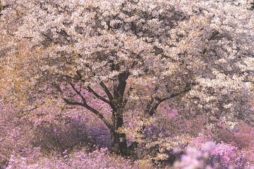 Spring flower Blossom festival, Railbike & Incheon Day tour