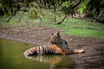 Private One-Day Trip to Ranthambore National Park from Jaipur