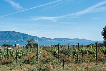 Pompeii and Vesuvius Private Tour with Wine tasting