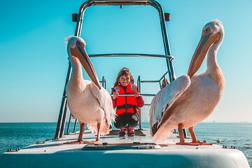 Mola Mola Marine Dolphin Cruise from the Walvis Bay Waterfront to Pelican Point