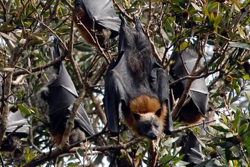 Walking with Sydney Flying Foxes (Fruit Bats)