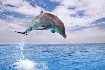 Dolphin House Snorkel and Water Fun Activity with Lunch-Hurghada 