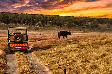 3 Hours Guided Safari Game Drive near Victoria Falls