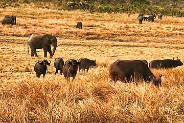  Guided Safari in National Park in small group