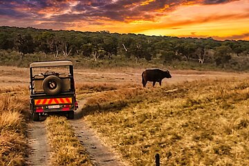 3 Hour Guided Safari in Zambezi National Park in 4x4