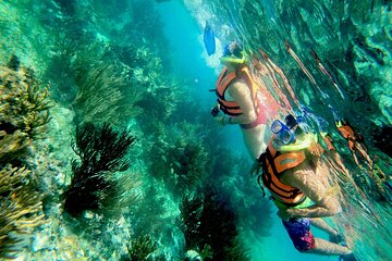 Snorkel at the beautiful Puerto Morelos Reef, Lunch & transport