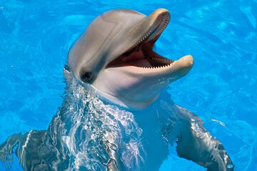 Swimming With Dolphin in Red Sea Adventure with Lunch - Hurgada