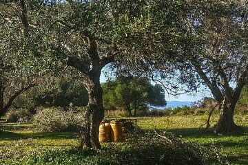 Argostoli & Villages: Private Tour with Olive Oil Tasting