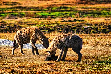 Small group Safari in African Bush, Zambezi National Park 