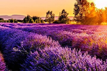 Lavender Fields Full Day Private Tour From Marseille