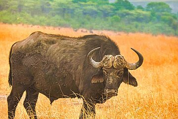 Small group Safari in African Bush, Zambezi National Park 