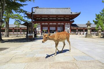 Nara 9hr Tour Licensed Guide&Vehicle: Kyoto pickup/Osaka dropoff