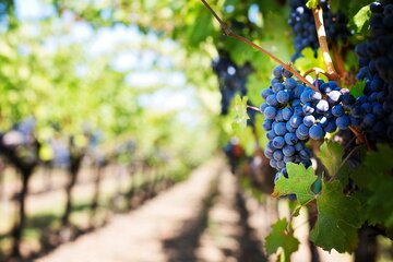 Visit a winery in Alicante