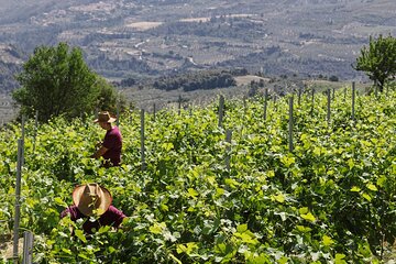 The Best Winery & Tasting Tour in Nemea.Enjoy a unique all day wine tasting tour