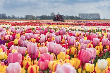 Private tour to Tulips, Keukenhof, Windmills & Cheese Farm