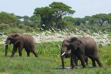 3 Days Murchison Falls and Ziwa Rhino Sanctuary 