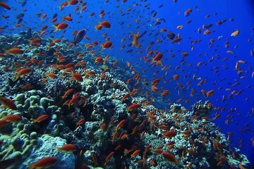 Orange Bay Island Snorkeling Trip and Water Sports in Hurghada