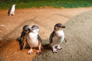 Melbourne Phillip Island 1 Day Tour with Chinese Speaking Guide 