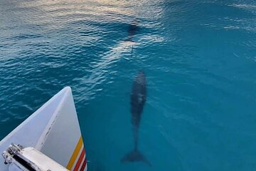 Key West's Favorite Afternoon Dolphin Sail