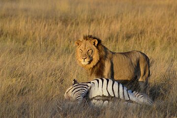 From Victoria Falls : 3 Days Hwange National Park Budget Safari