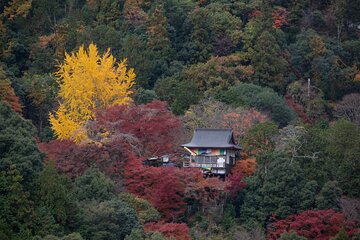 Explore Arashiyama Bamboo Forest with Authentic Zen Experience