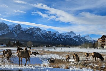 Airport Pickup & Private Tour from Calgary to The Rockies!