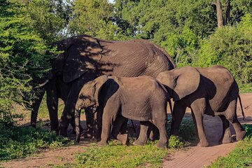 Private Game Drive in National Park near Victoria Falls