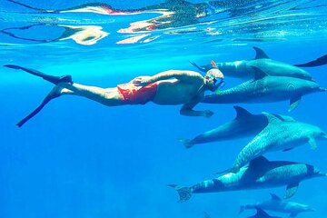 Dolphin House: Snorkel Adventure Tour from Hurghada