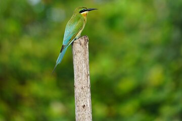 2h Private Bentota River Safari Tour with Pickup