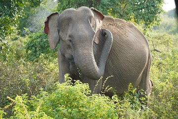 Private Udawalawe Safari Tour with Pickup from Bentota/Ahungalla