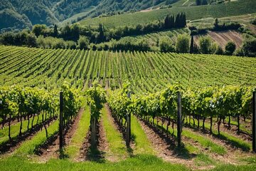 Winery Tour with Wine and Food Tasting in Valdobbiadene