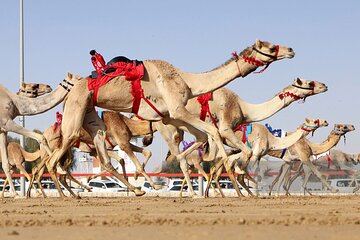 Sheikh Faisal, Camel Race Track visit
