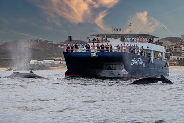 Whale Watching Dinner Cruise in Cabo San Lucas