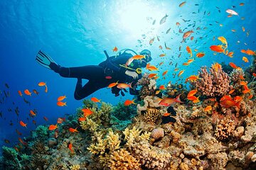 7 hours Sharm El Luli Snorkeling Experience in Marsa alam