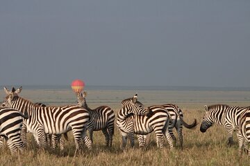3 Days and 2 Nights Private 4WD Safari Adventure in Masai Mara