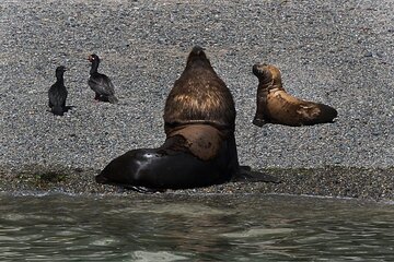 Excursion to Punta Loma and Puerto Madryn for Cruisers