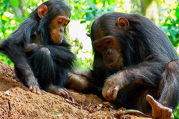 6 Days Rhino & Chimpanzee Trip to Mkomazi NP and Gombe Stream NP