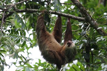 Sloth Encounter & Rainforest Experience 