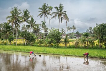 Day in the Life of a Balinese Farmer Immersion Tour 