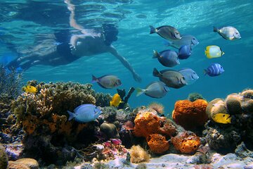 Key West Sunset Snorkel with Unlimited Draft Beer & Wine