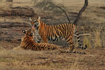 Ranthambore Safari Booking