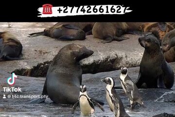 Private Tour:Cape of Good Hop>Seal island>Chapman’speak &Penguins