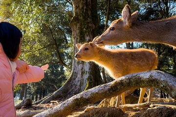 Osaka & Nara in 1-Day by Private Van with Local Japanese Guide