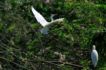 Kumarakom Backwater & Birds Explore at Coconut Lagoon Destination