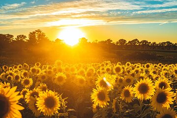 Yolo County Explorer: Culinary & Cultural Audio Tour
