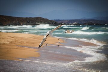 Marine life & flavors of the Pacific Full Day Private Tour